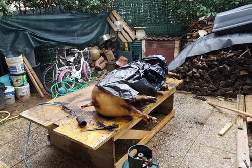 Macellano un maiale in casa, le urla strazianti allarmano i vicini