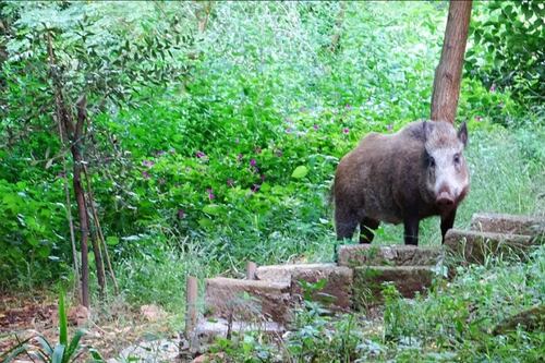 Raid e aggressioni, cinghiali padroni dalla Cassia a Spinaceto