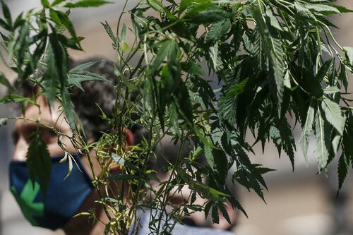 A caccia di cannabis, 5stelle svergognati anche dalla Corte costituzionale sulle droghe