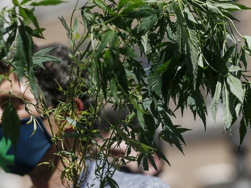 A caccia di cannabis, 5stelle svergognati anche dalla Corte costituzionale sulle droghe
