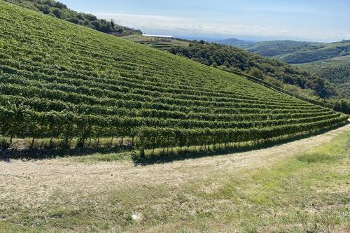 Così l'Amarone diventa grande fra i Grandi