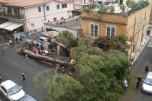 Viene giù un pino di venti metri, dramma sfiorato a Guidonia