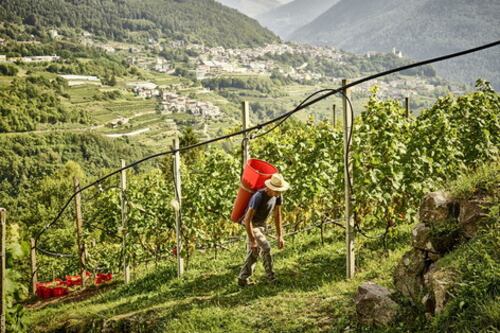 Una Cuvée dai migliori vitigni di montagna