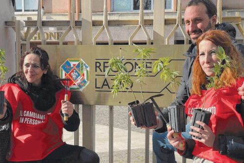 La sinistra pianta cannabis alla Regione Lazio: legalizzare l’uso ludico