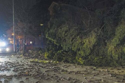 Vento su, alberi giù. Un ferito e strage di uccelli