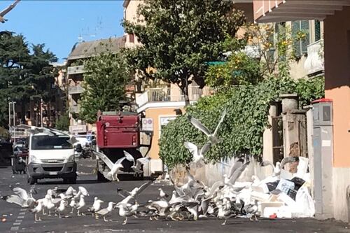 Emergenza rifiuti a Roma, a Boccea assalto dei gabbiani alla spazzatura