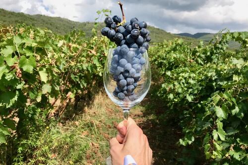 Vini eccezionali nell'anno più brutto