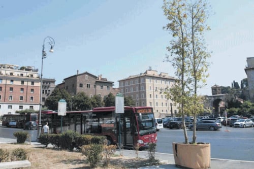 Roma, alberi come pensiline? Ma l’ombra non c’è: la rivolta sui social
