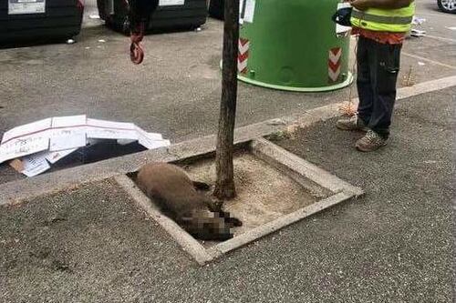 Roma è diventata anche il cimitero dei cinghiali: le immagini choc della carcassa