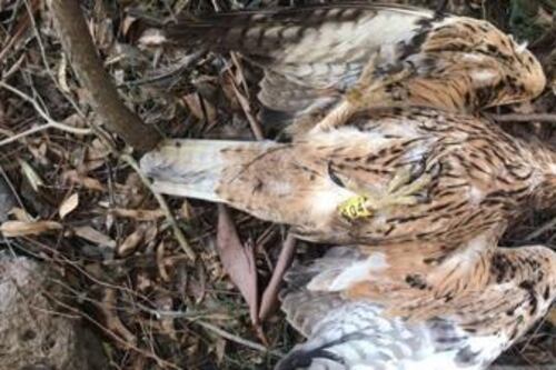 L'aquila di Bonelli uccisa in Sardegna