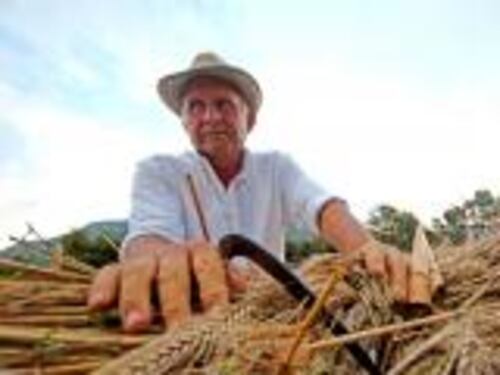 Il grano riprende la corsa