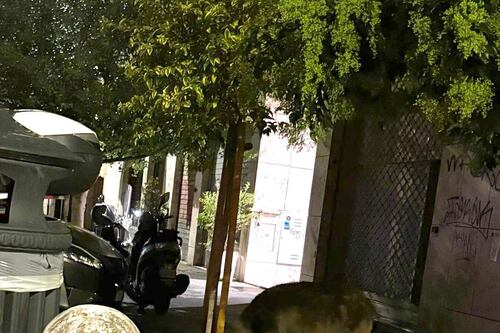 Riecco i cinghiali, accordo tra Comune e Regione: scatta la "caccia" notturna