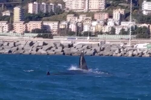 Quattro orche nel mare di Genova ma il cucciolo forse è già morto