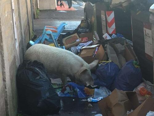 A Roma è show tra Raggi, Meloni e il maiale dei Casamonica