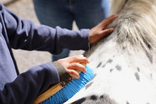 Rocca di Papa, al San Raffaele pet therapy per anziani e bambini