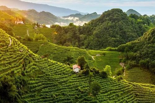 Le colline e i vigneti del prosecco sono patrimonio dell'umanità