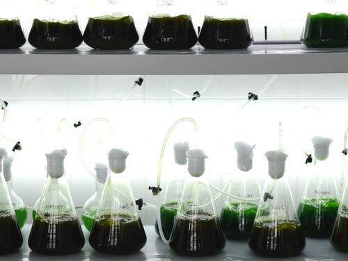 La nuova frontiera del gusto? Il plancton