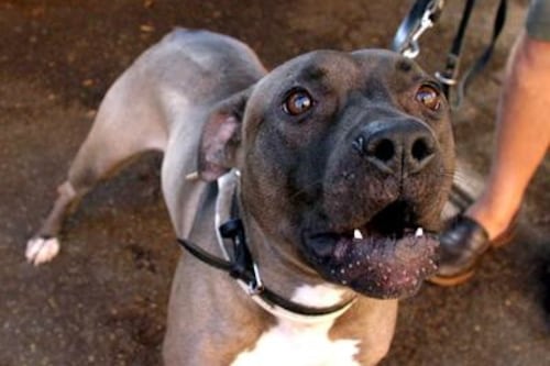 Salerno, bimbo di 13 mesi azzannato al volto dal pitbull del papà
