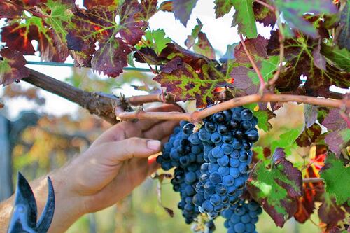 Cambio al vertice della cantina Castello del Terriccio