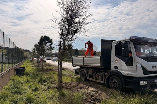 Pineta di Castel Fusano, messi a dimora 300 alberi tra pini, lecci e sughere