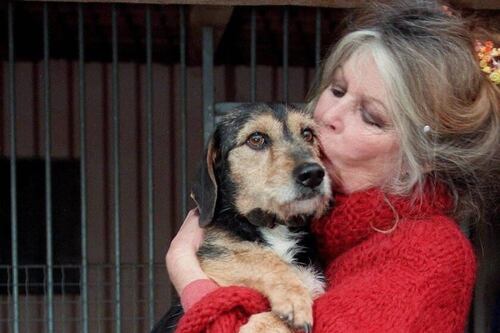Brigitte Bardot uccisa da un tumore. Il marito: "Troppa sofferenza, diceva che voleva andarsene"