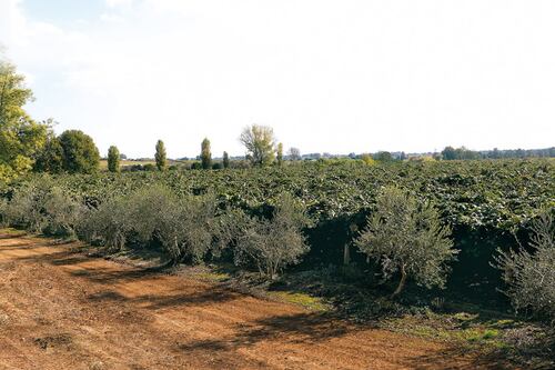 Agro Pontino, la strage dei kiwi a Latina è inspiegabile: chi li uccide