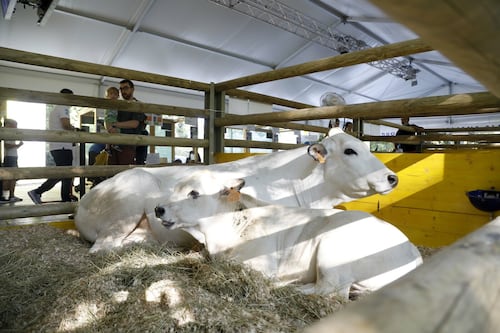 Coldiretti, il dossier verità sulla carne sintetica: il 95% degli italiani non la mangerebbe mai