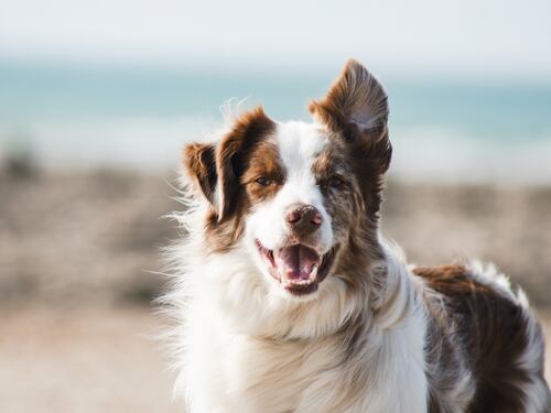 Le nostre medicine vanno bene per gli animali domestici, ma vale anche il contrario?