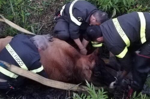 Bovino cade in un fossato, salvato dai vigili del fuoco