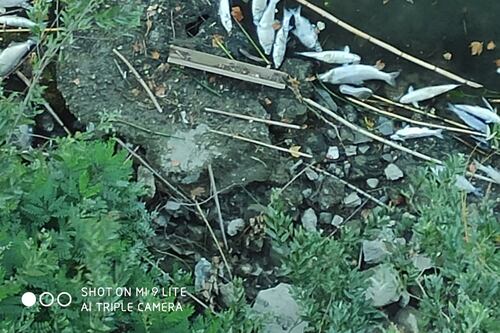Il Tevere continua a uccidere. La strage di pesci resta un mistero
