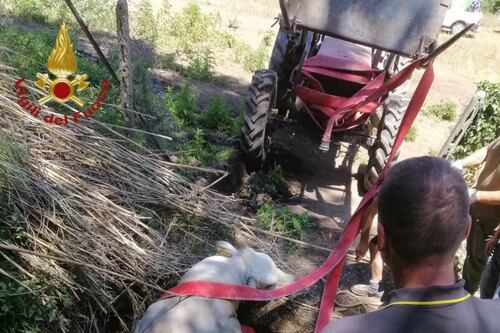 Il toro cade nella buca. I vigili del fuoco lo salvano così