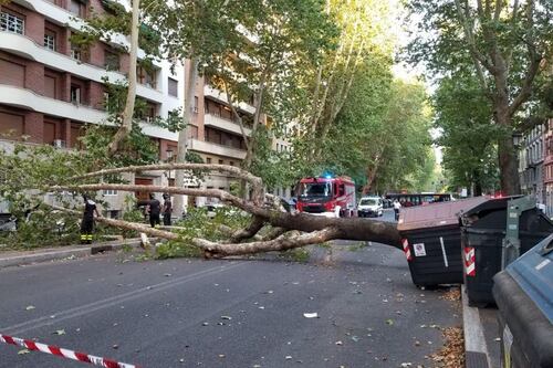 Platano di dieci metri si schianta in viale Angelico: ennesima tragedia sfiorata