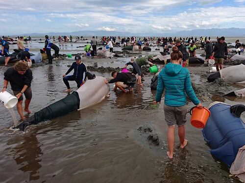 Nuova Zelanda: 400 balene spiaggiate, 300 sono già morte
