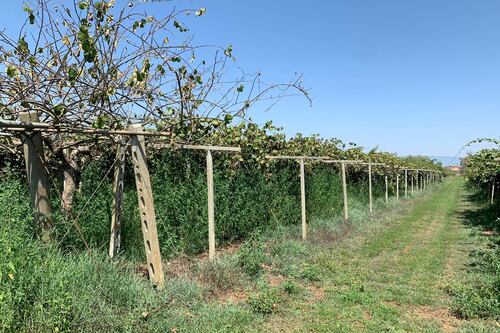 Agro Pontino, la strage dei kiwi ci è già costata 100 milioni di euro