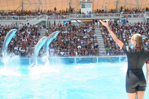 A Zoomarine la festa dei delfini con l'omaggio a Modugno e gli atleti paralimpici