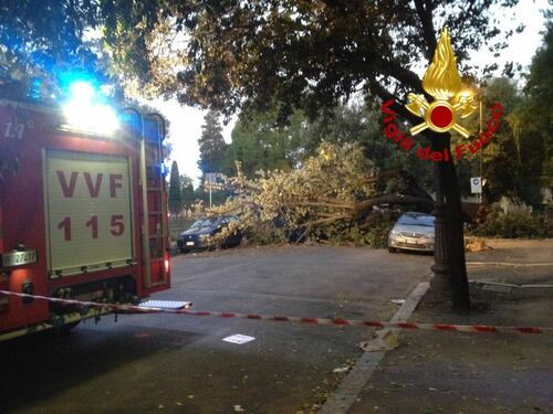 Colosseo, albero alto 20 metri cade sulle auto