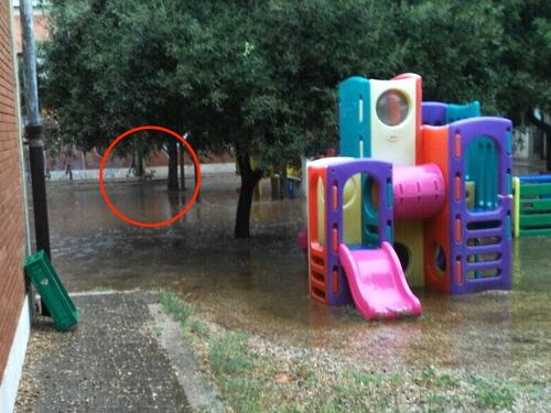 Volpi nel giardino dell'istituto Parco degli Acquedotti, ora è scaricabarile