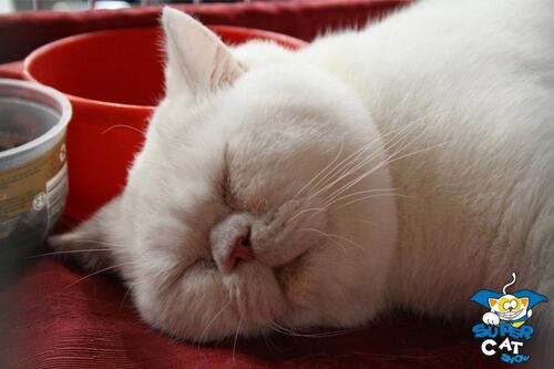 E voi non siete un gatto! Torna il Supercat show