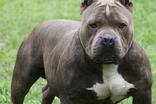 Pitbull azzanna bimbo di un anno, il sindaco: "Serve intervento normativo"