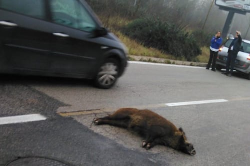 Peste suina: 35esimo cinghiale positivo. Approvato un decreto legge per bloccare il contagio