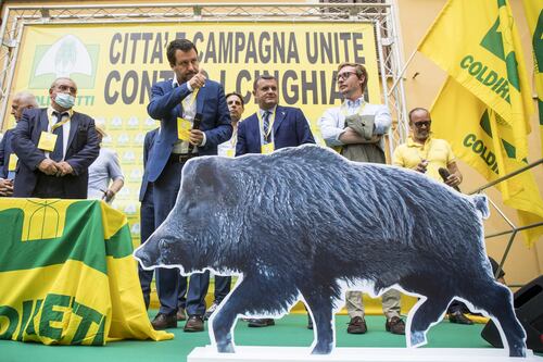 Troppi cinghiali, l'invasione è un pericolo. Causano incidenti, rovinano i campi e c'è il rischio peste
