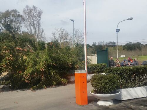 Albero crolla a Trigoria, mister Spalletti boscaiolo per un giorno
