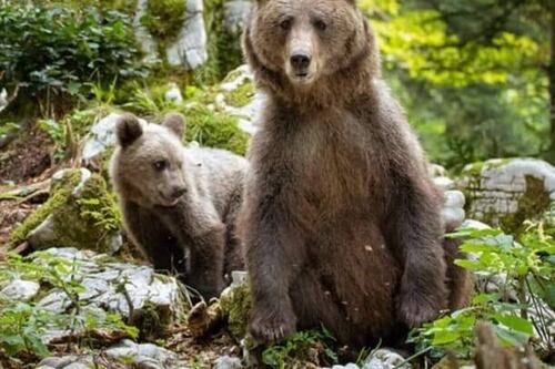Un paese del Trentino pronto ad adottare l'orso M49. Parla il sindaco che vuole salvarlo