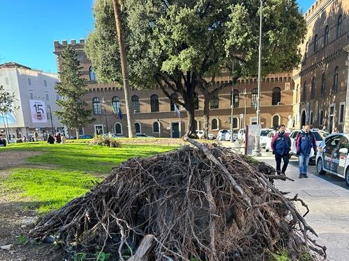 Piazza Venezia, alberi divelti e rami ancora lì: tutto uguale dopo sei mesi