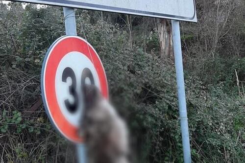 Lupo ucciso e appeso all'entrata di Marcellinara. Orrore in Calabria