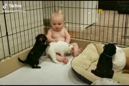 Cuccioli d'uomo e di cane. La convivenza è tenerissima