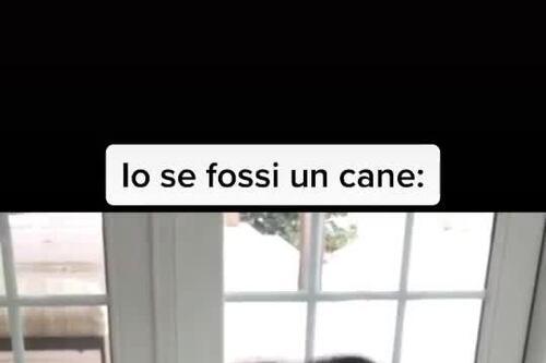 Come i nostri bambini. Il cane che adora il formaggio e rifiuta la verdura