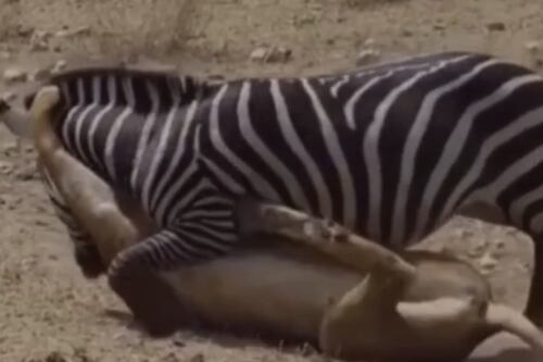 Il piccolo non ha scampo con la leonessa. Mamma zebra è una furia e...