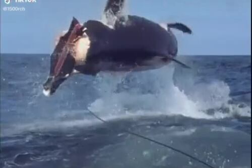 L'assalto dell'orca fa paura. Cosa succede in mezzo al mare